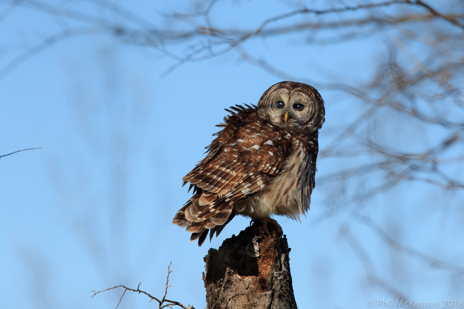  Barred Owl - Hagerman NWR 