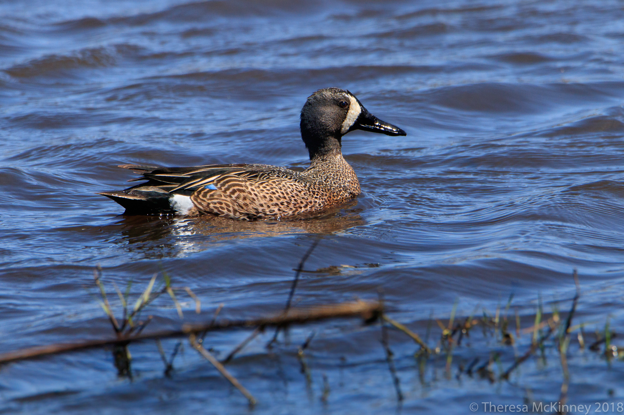  Blue-Winged Teal 