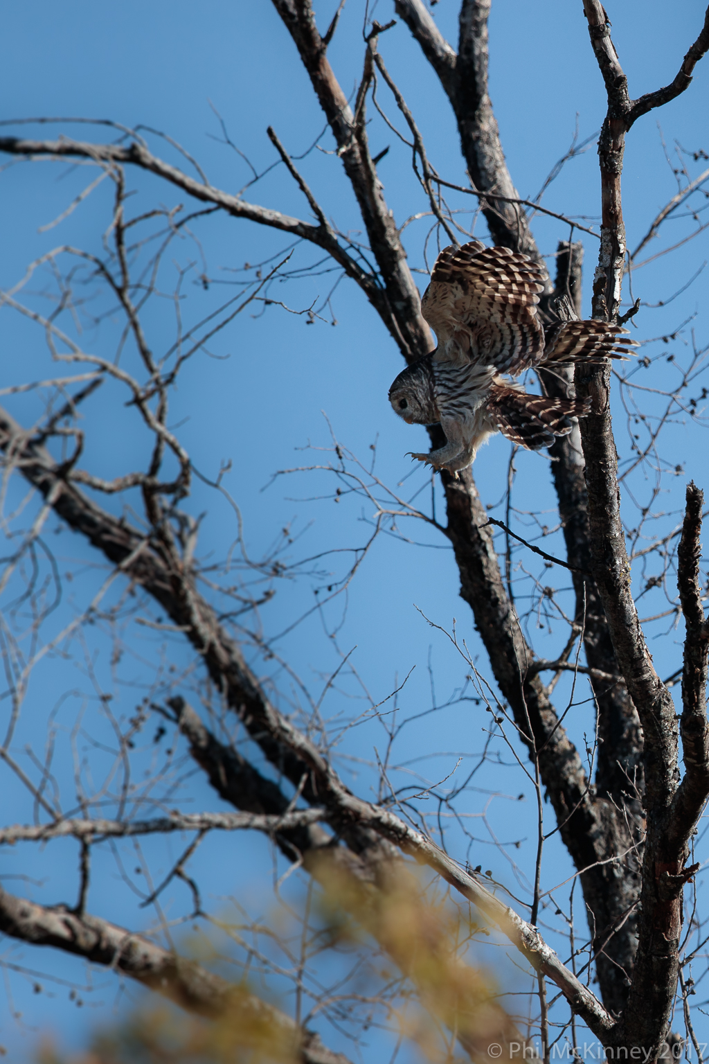  Barred Owl - Hagerman NWR 
