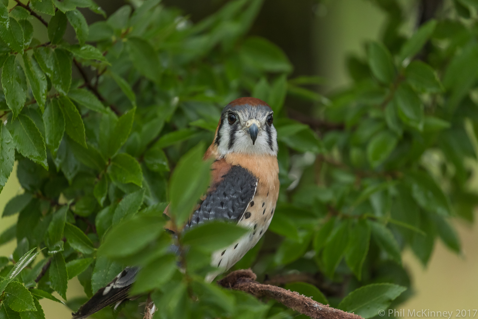  Blackland Prairie Raptor Center, 2017 