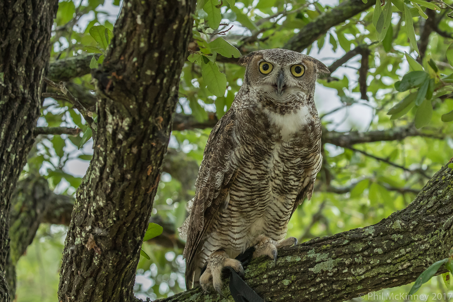  Blackland Prairie Raptor Center, 2017 