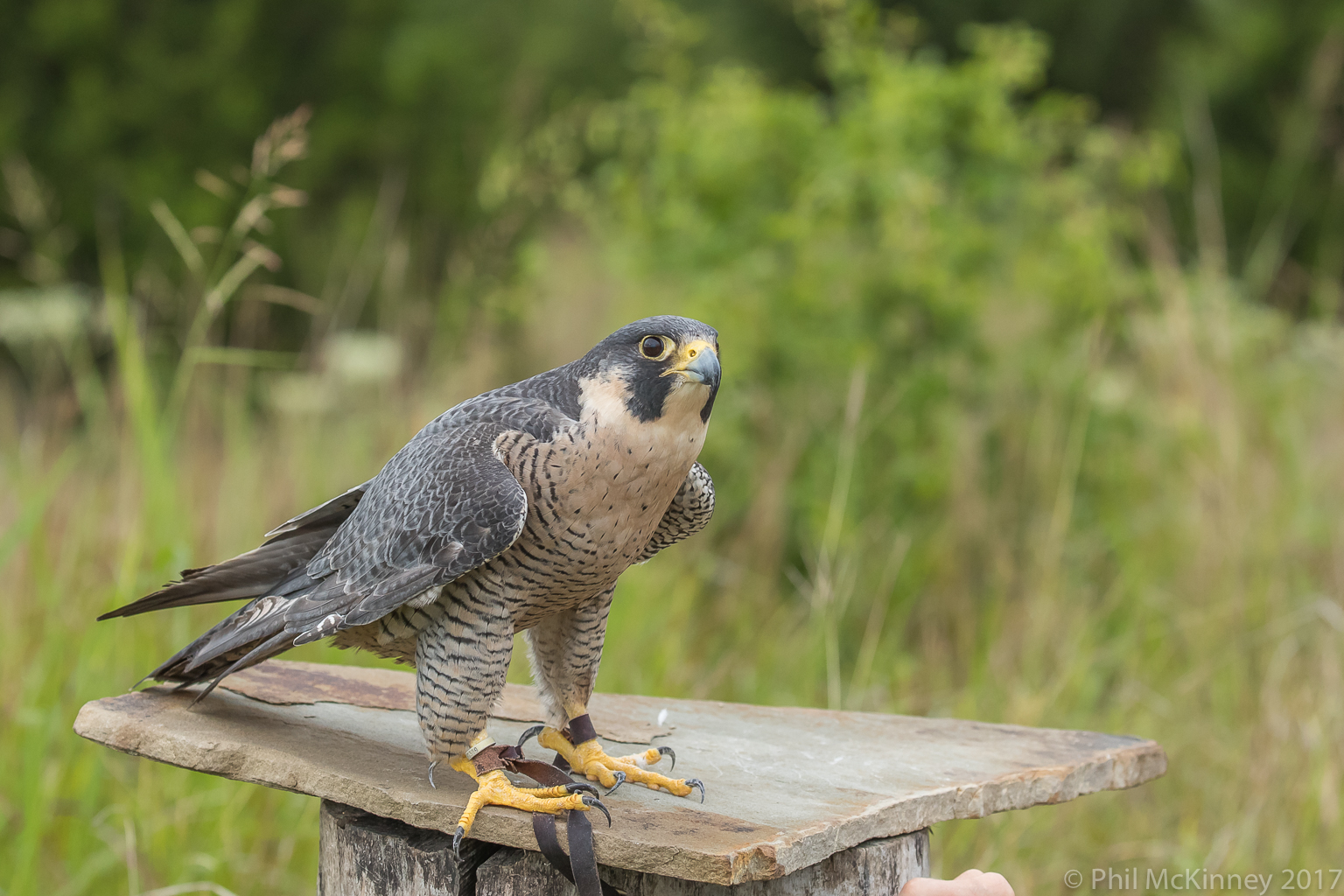  Blackland Prairie Raptor Center, 2017 