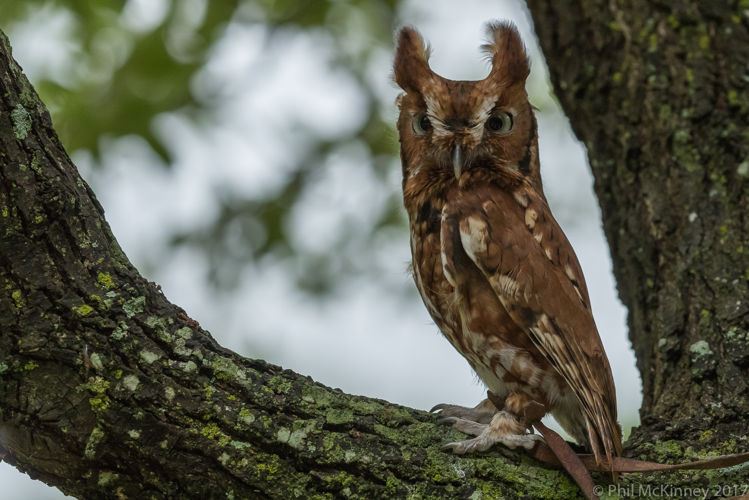  Blackland Prairie Raptor Center, 2017 