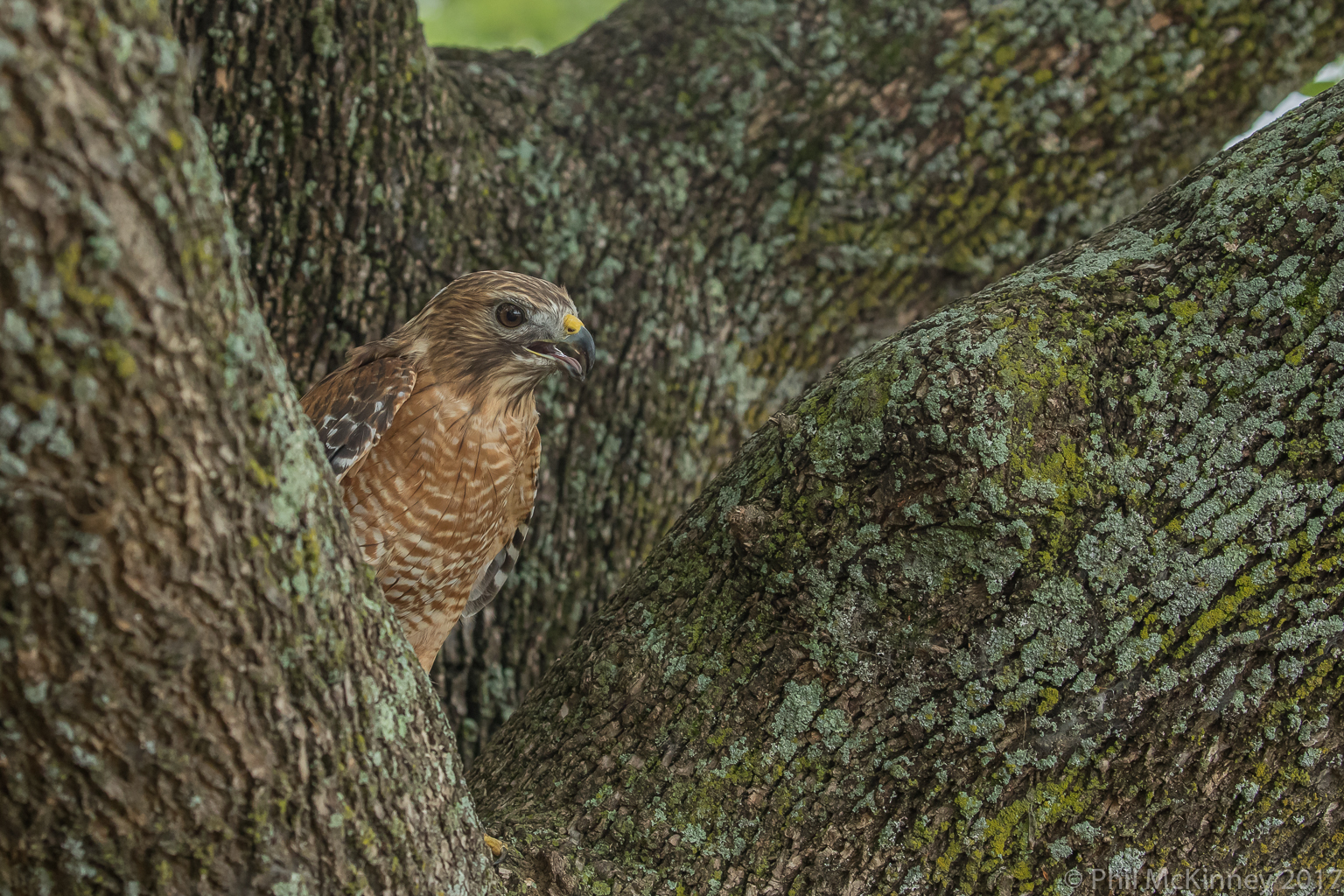  Blackland Prairie Raptor Center, 2017 