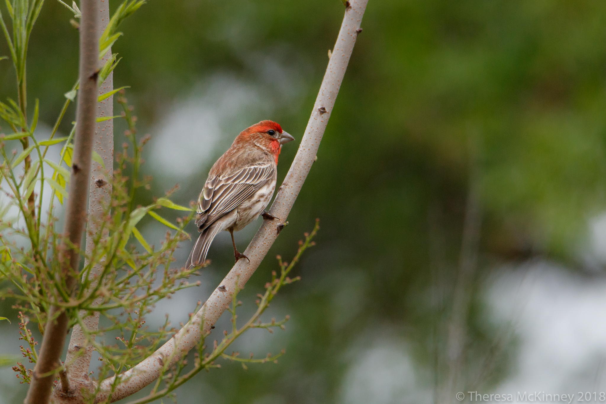  Male House Finch 