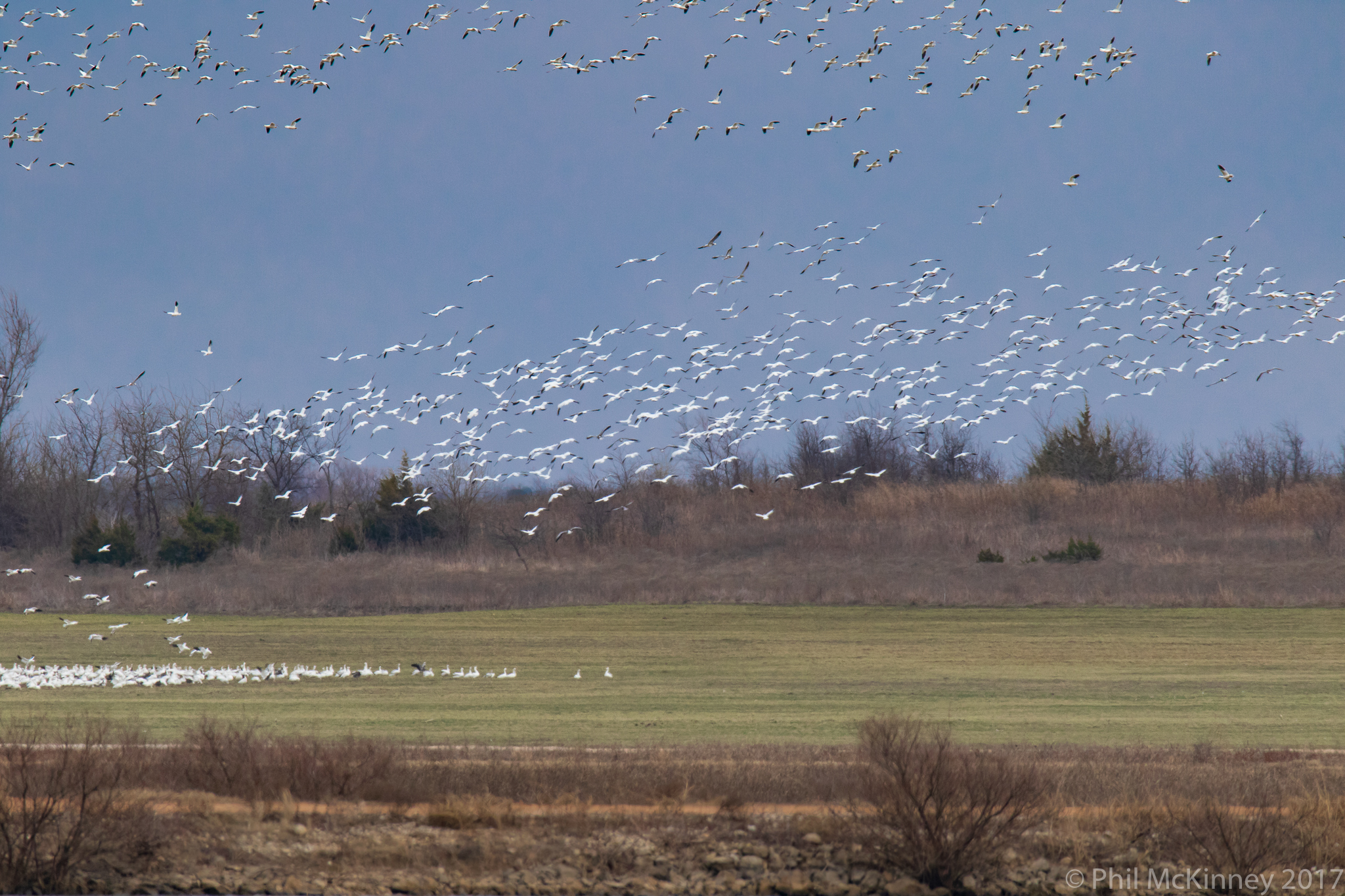  Snow Geese 