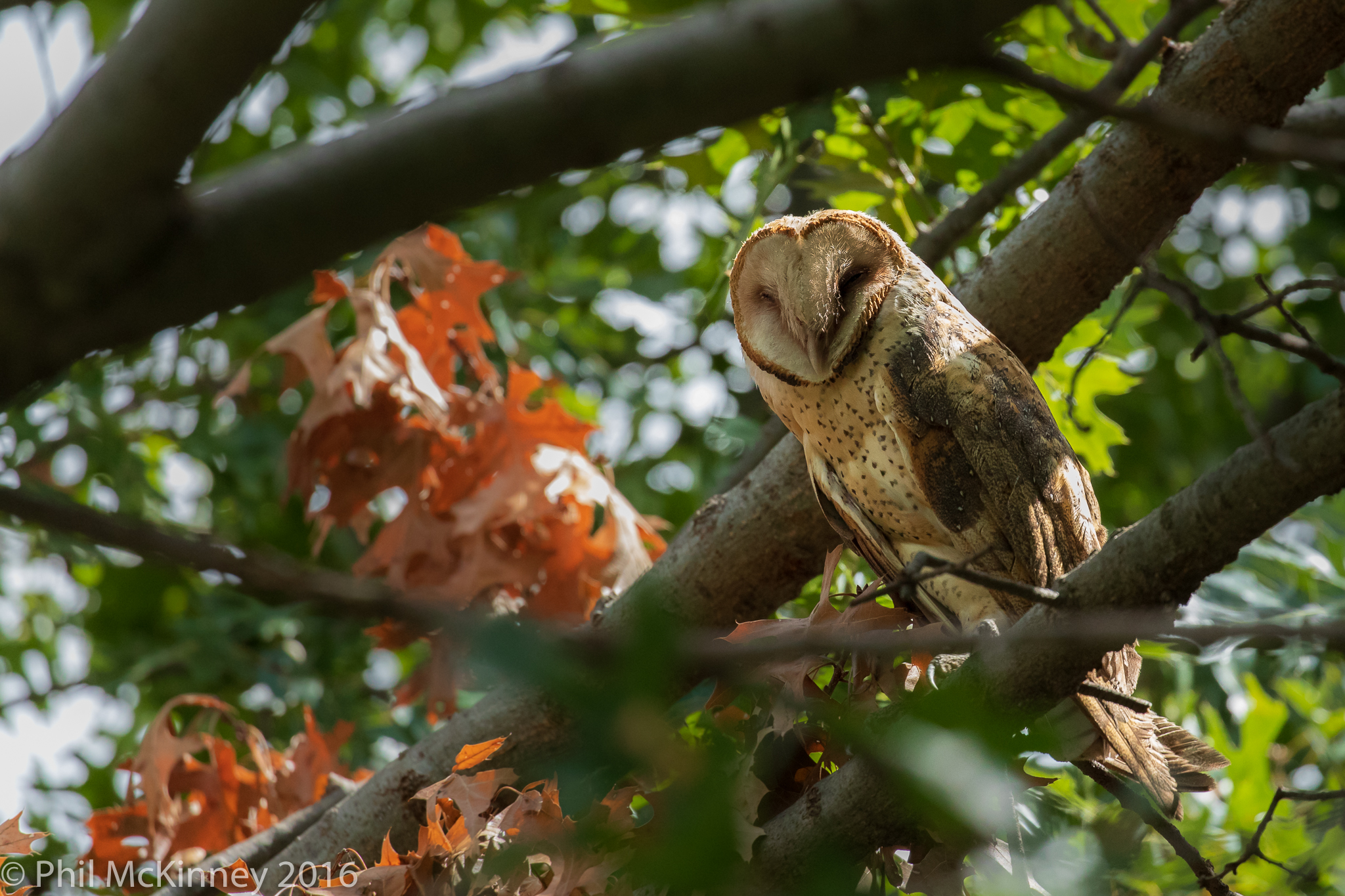  Barn Owl - Carrollton, TX 