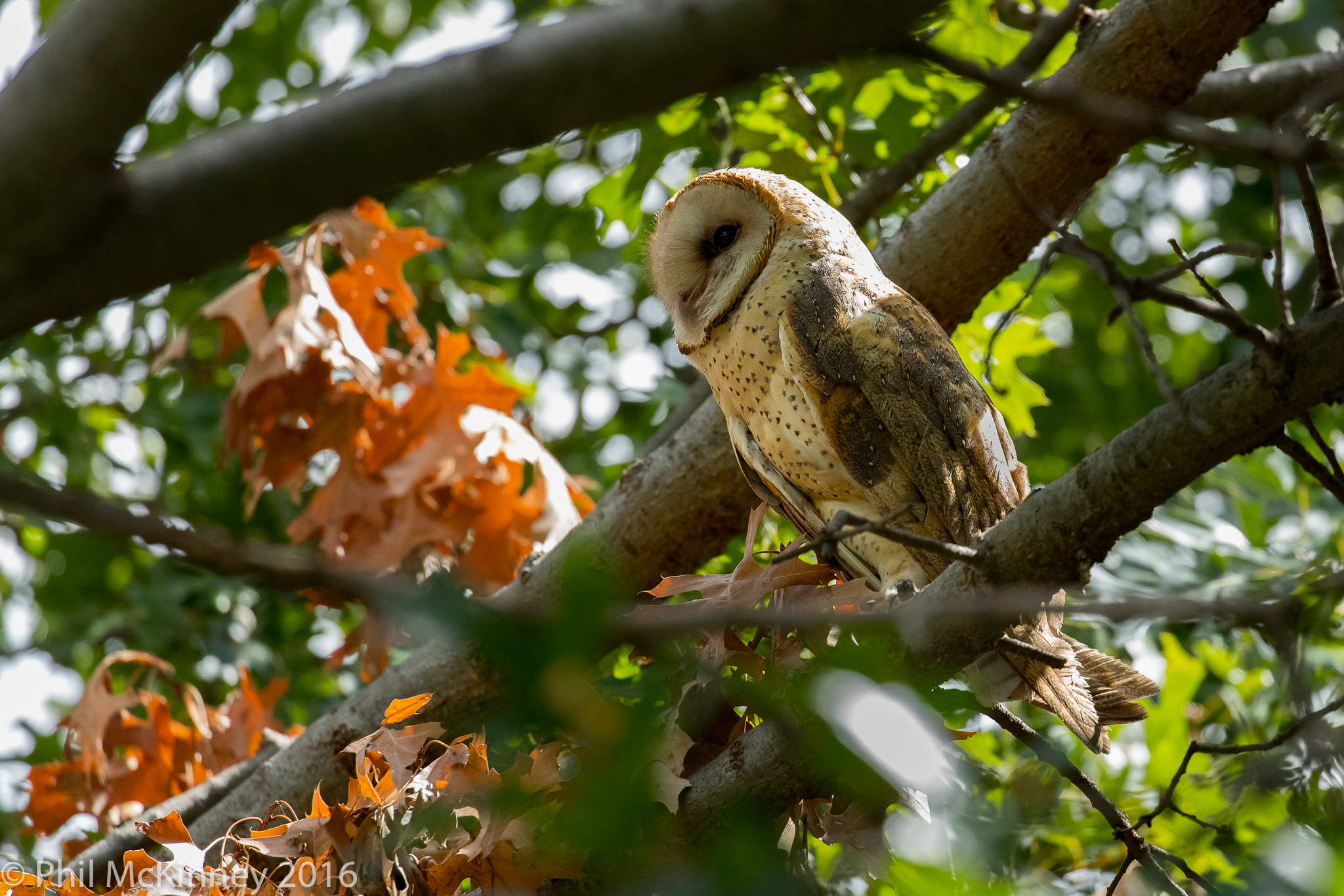  Barn Owl - Carrollton, TX 