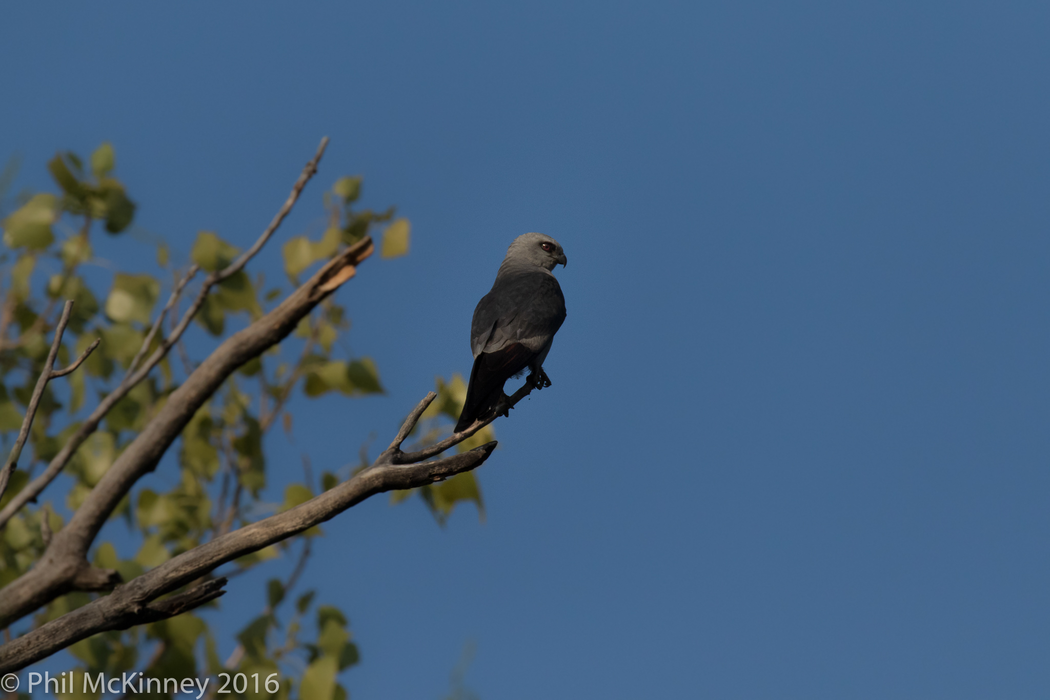  Mississippi Kite - Colleyville, TX 