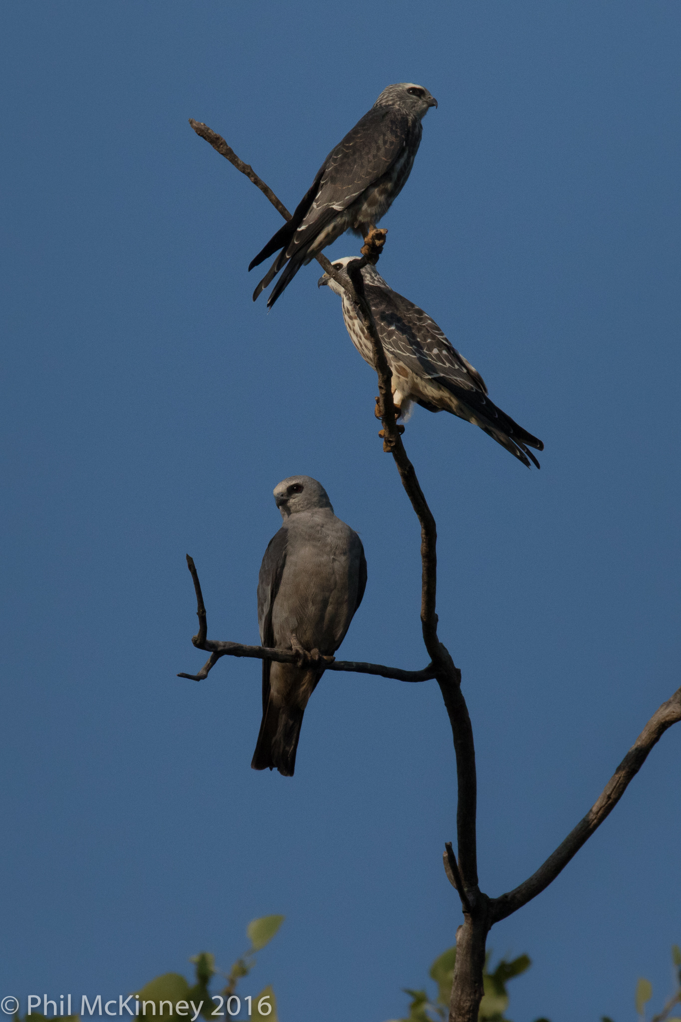  Mississippi Kite family - Colleyville, TX 