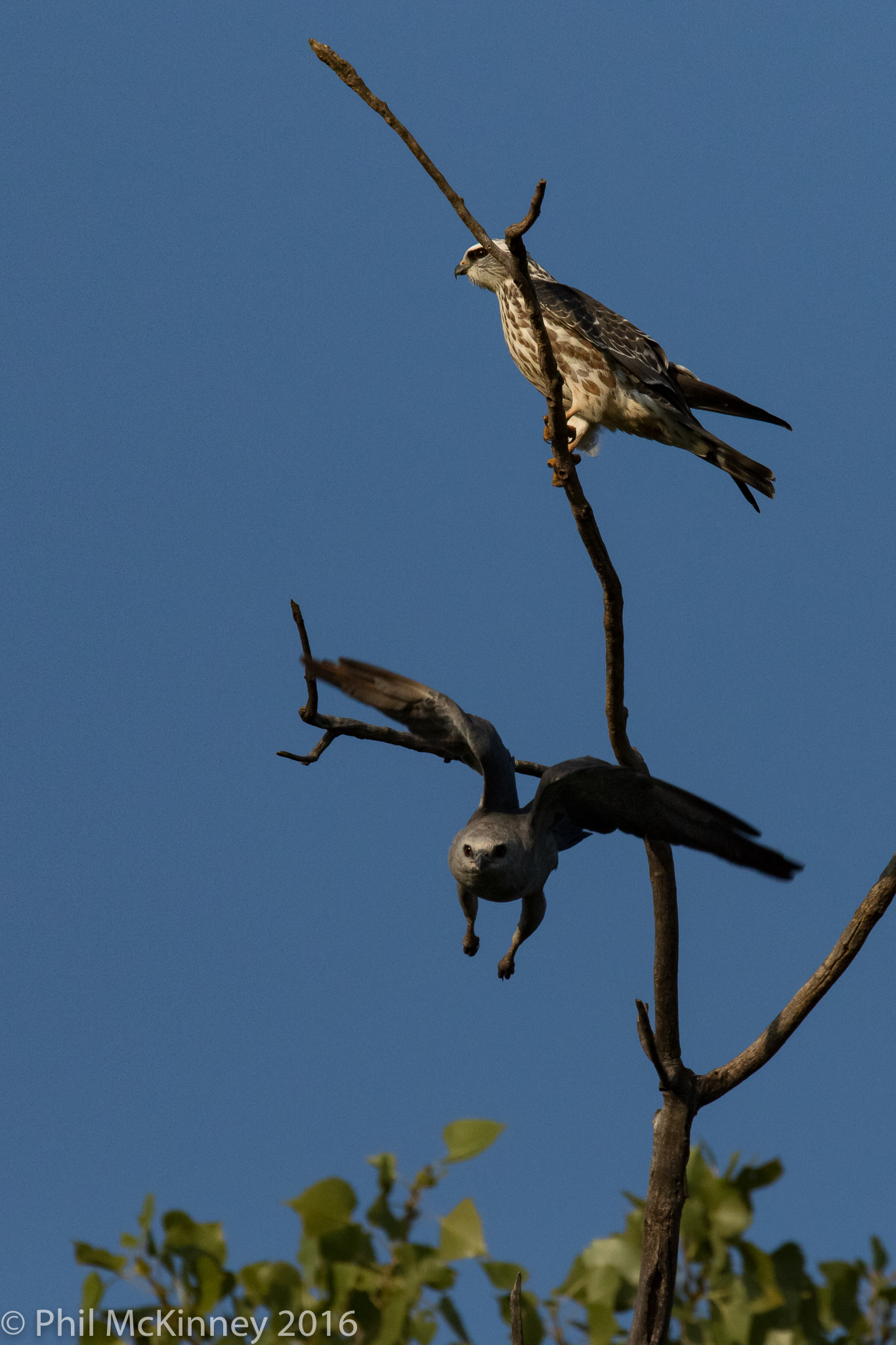  Mississippi Kite - Colleyville, TX 
