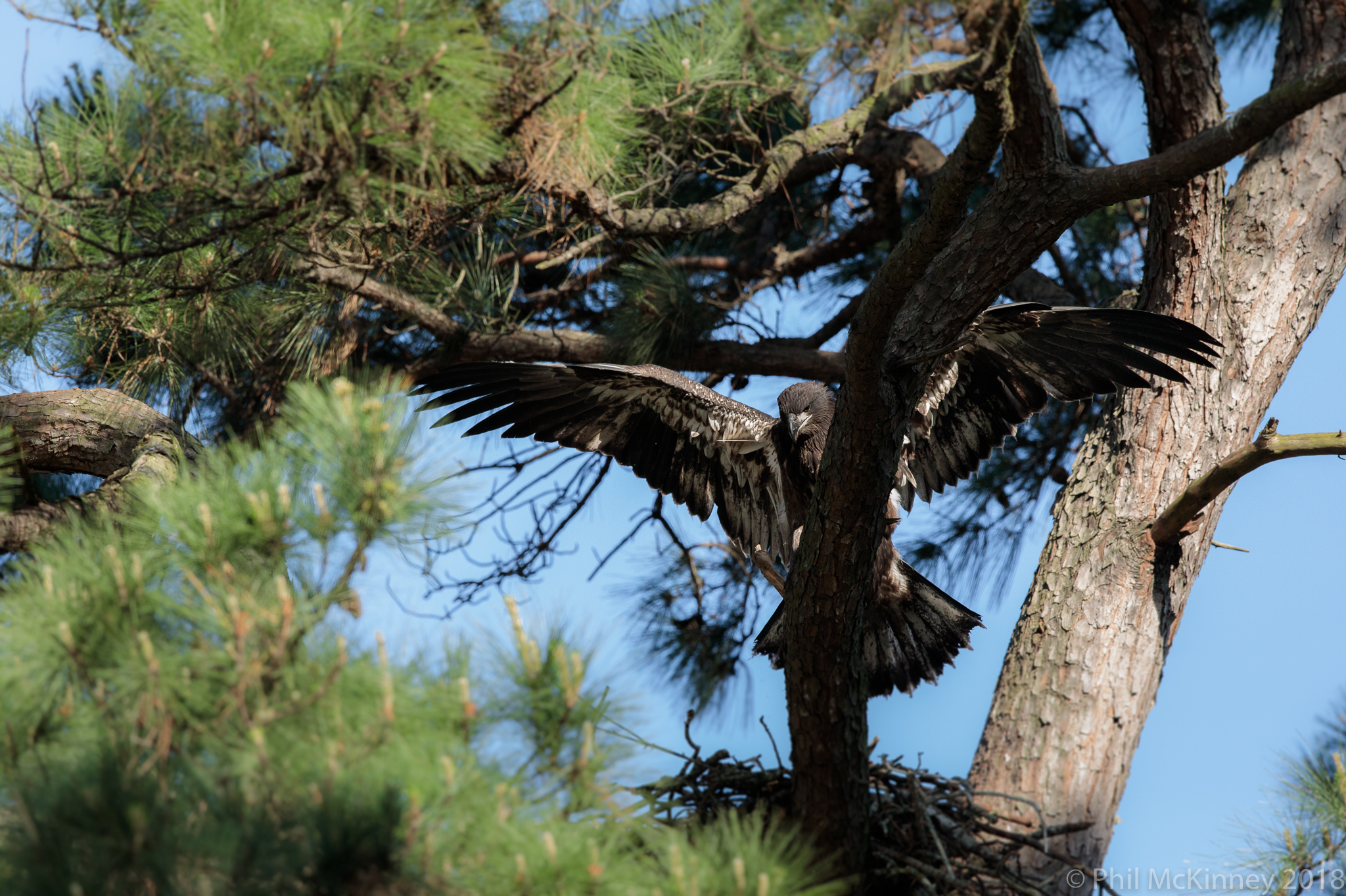  Juvenile Bald Eagle - Woodlands, TX 