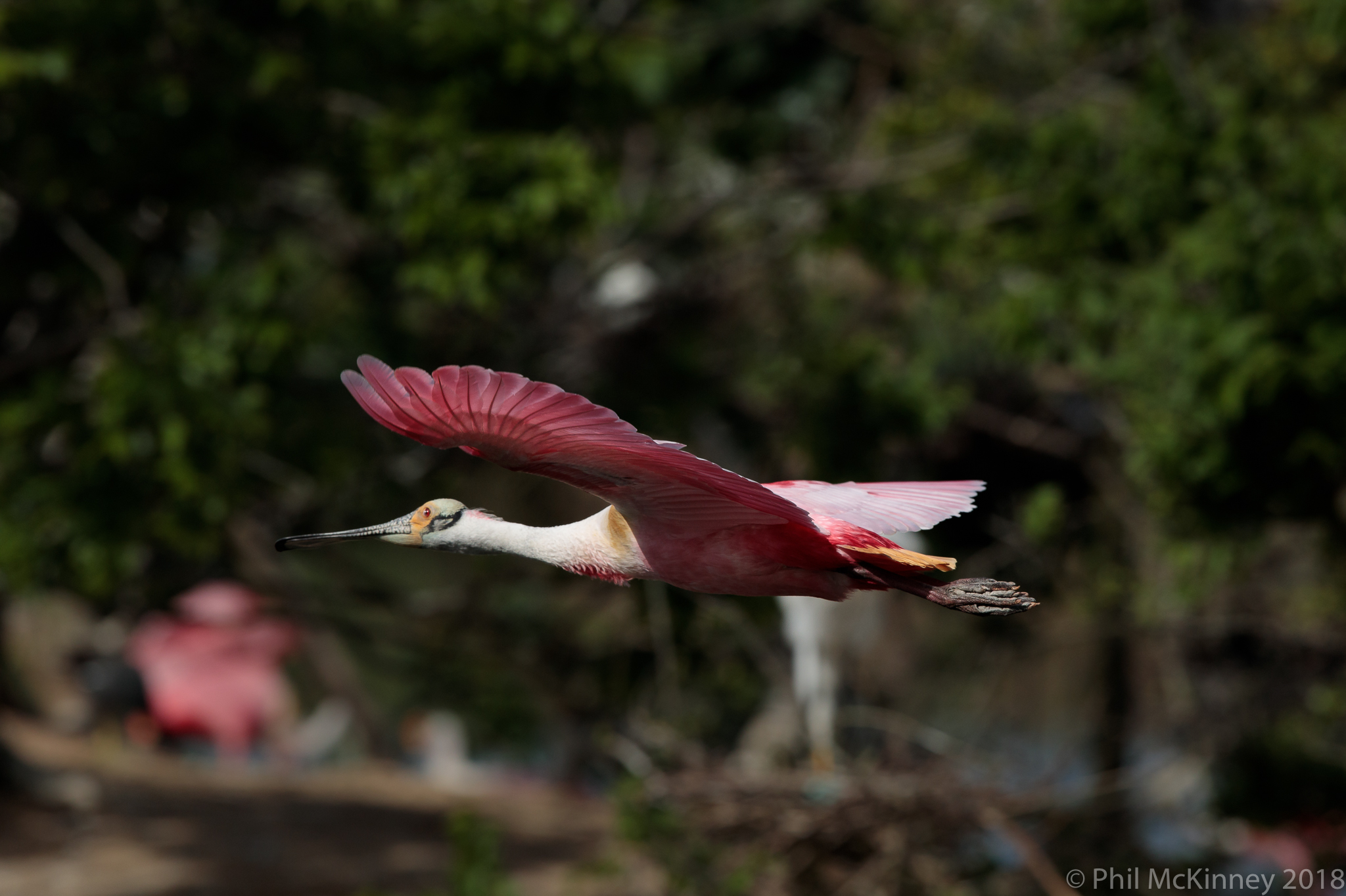  Roseate Spoonbill 