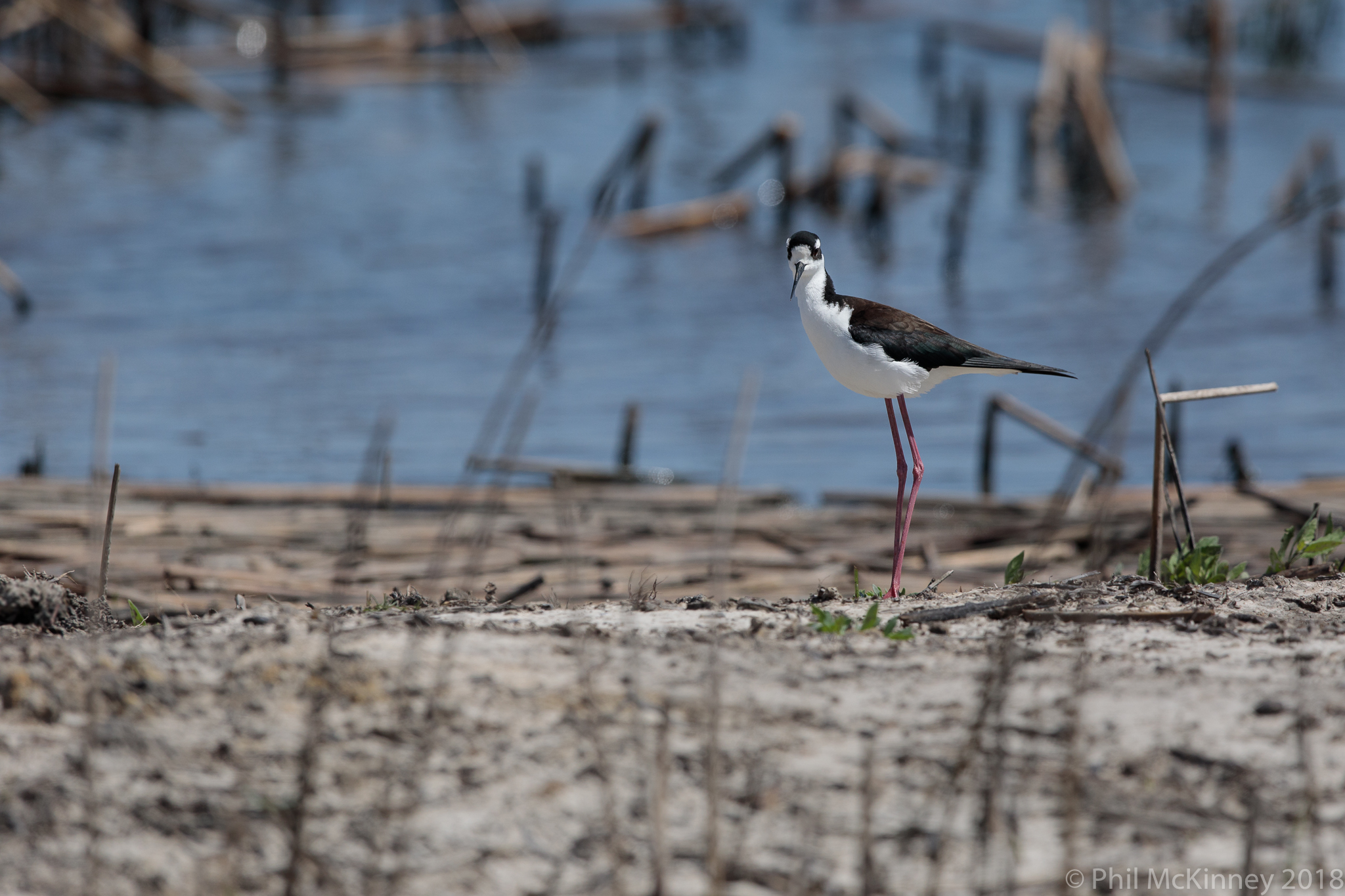 Black-Necked stilt 