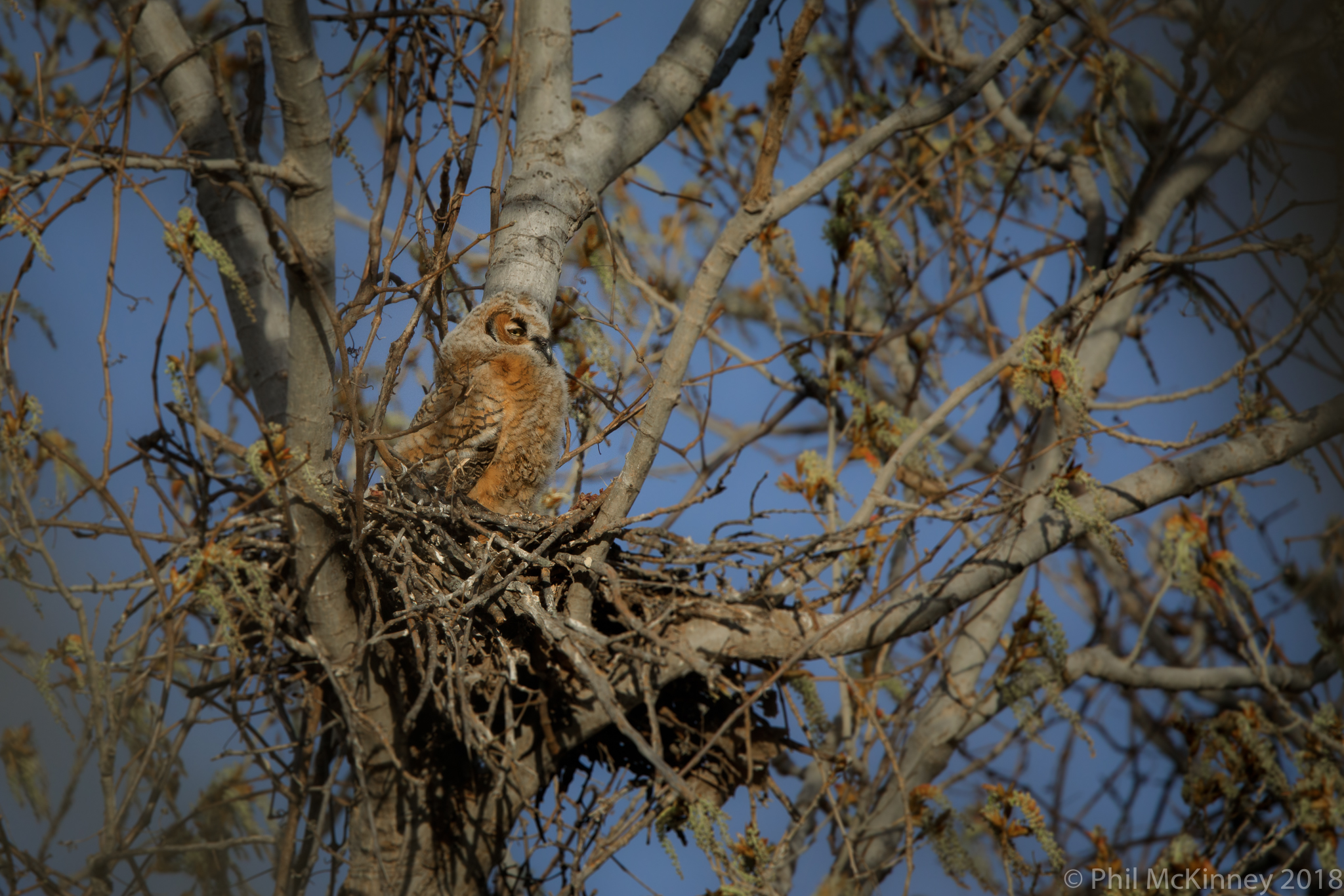  Great orned Owl - Murphy, TX 
