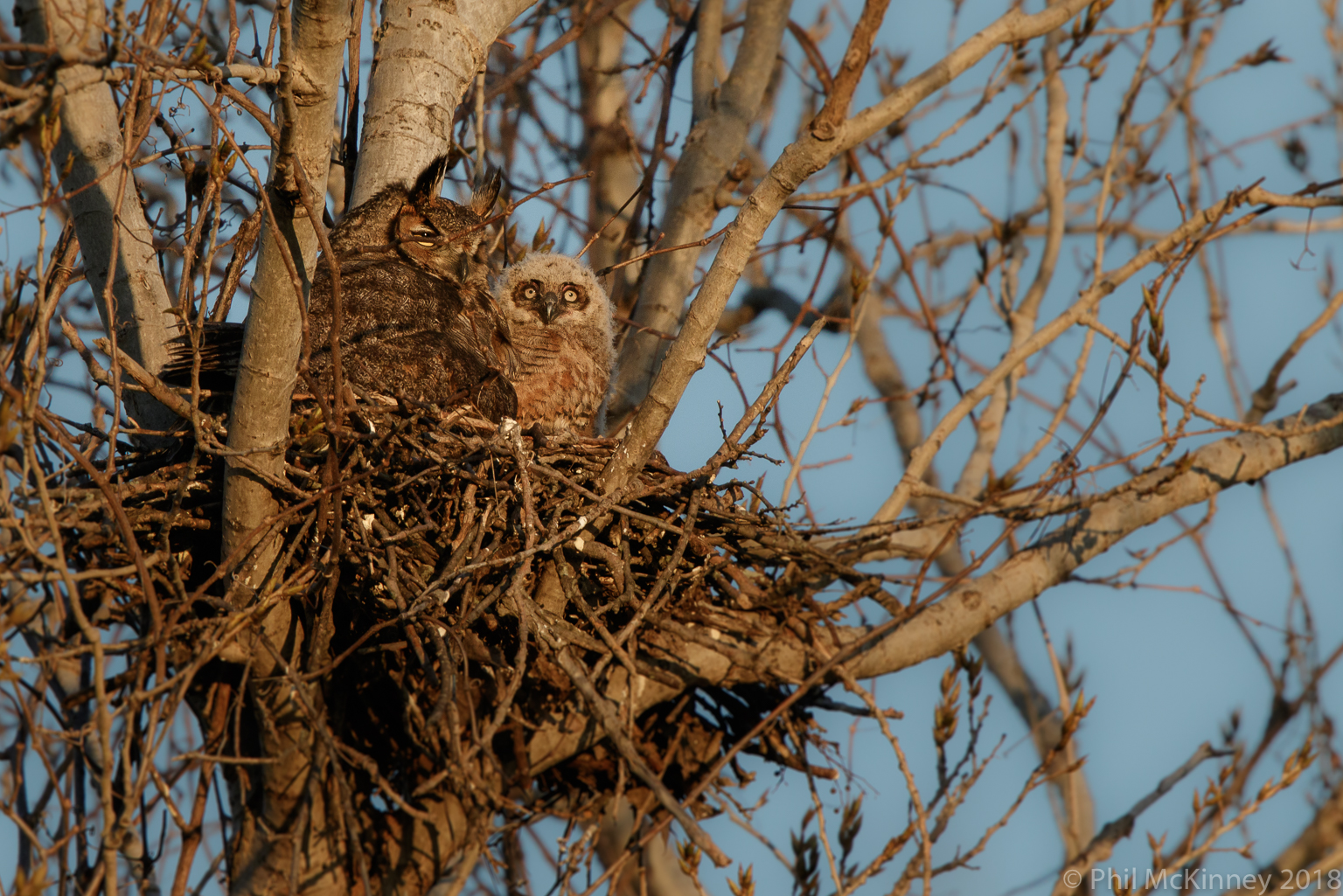  Great orned Owl - Murphy, TX 