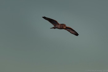  Short Eared Owl - Hagerman NWR 