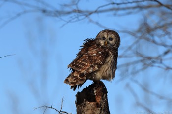  Barred Owl - Hagerman NWR 