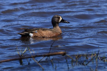  Blue-Winged Teal 