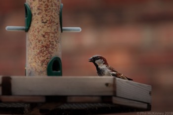  House Sparrow 