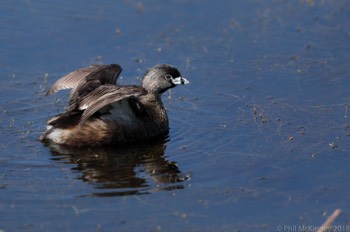  Pied-Billed Grebe 