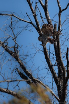  Barred Owl - Hagerman NWR 