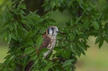  Blackland Prairie Raptor Center, 2017 