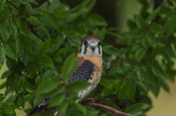  Blackland Prairie Raptor Center, 2017 