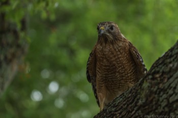  Blackland Prairie Raptor Center, 2017 