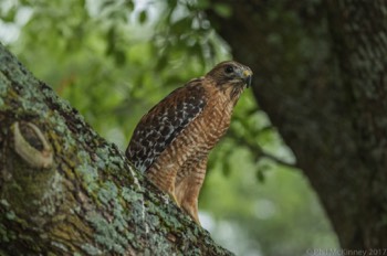  Blackland Prairie Raptor Center, 2017 