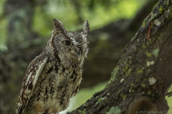  Blackland Prairie Raptor Center, 2017 