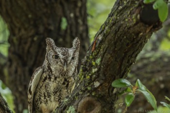  Blackland Prairie Raptor Center, 2017 