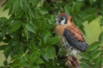  Blackland Prairie Raptor Center, 2017 