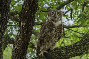  Blackland Prairie Raptor Center, 2017 