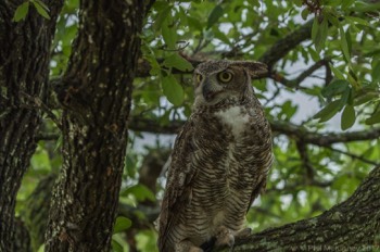  Blackland Prairie Raptor Center, 2017 