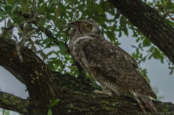  Blackland Prairie Raptor Center, 2017 