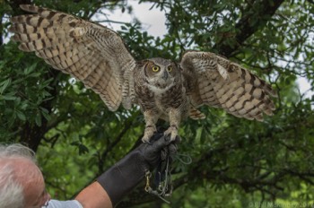  Blackland Prairie Raptor Center, 2017 