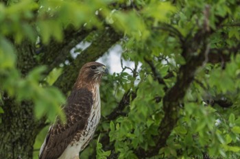  Blackland Prairie Raptor Center, 2017 