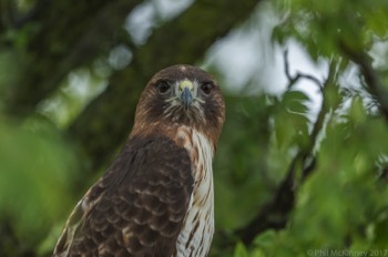  Blackland Prairie Raptor Center, 2017 