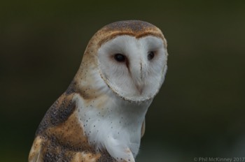  Blackland Prairie Raptor Center, 2017 