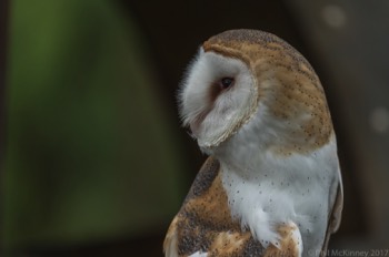  Blackland Prairie Raptor Center, 2017 