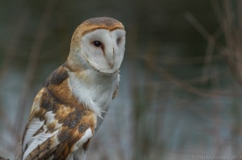  Blackland Prairie Raptor Center, 2017 