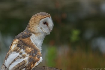  Blackland Prairie Raptor Center, 2017 