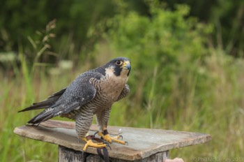  Blackland Prairie Raptor Center, 2017 