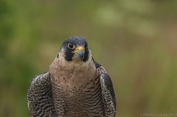  Blackland Prairie Raptor Center, 2017 