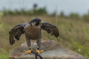  Blackland Prairie Raptor Center, 2017 