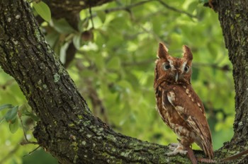  Blackland Prairie Raptor Center, 2017 