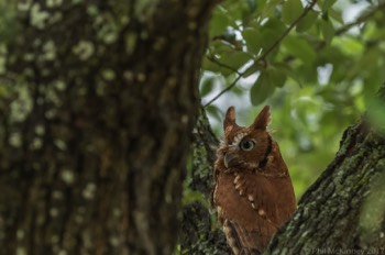  Blackland Prairie Raptor Center, 2017 