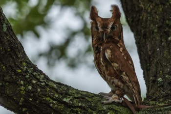  Blackland Prairie Raptor Center, 2017 