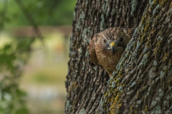  Blackland Prairie Raptor Center, 2017 